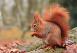 <p>VEVERKA OBECNÁ (Sciurus vulgaris) ---- /Red squirrel/ Eichhörnchen</p>